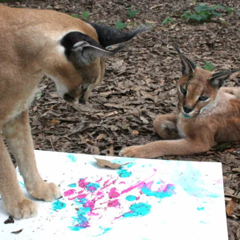 Bag - Caracal Paw Painting Tote