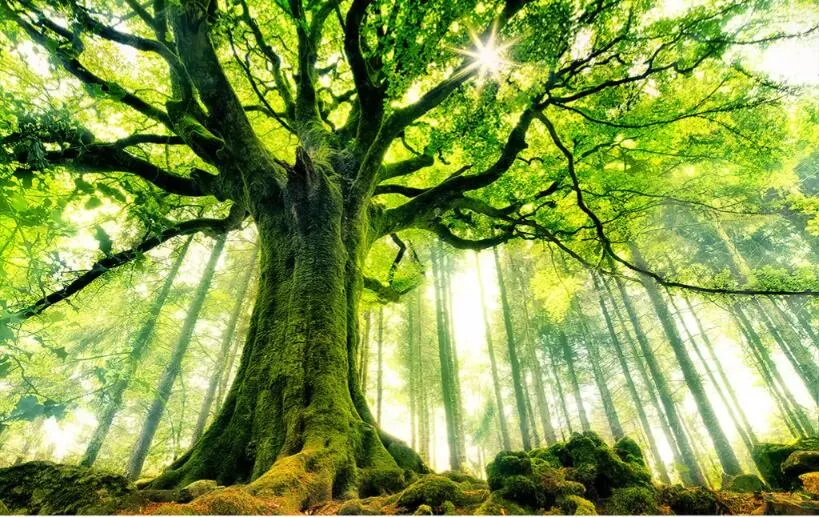 Custom Beautiful Tree Wallpaper Mural for Bathroom (㎡)