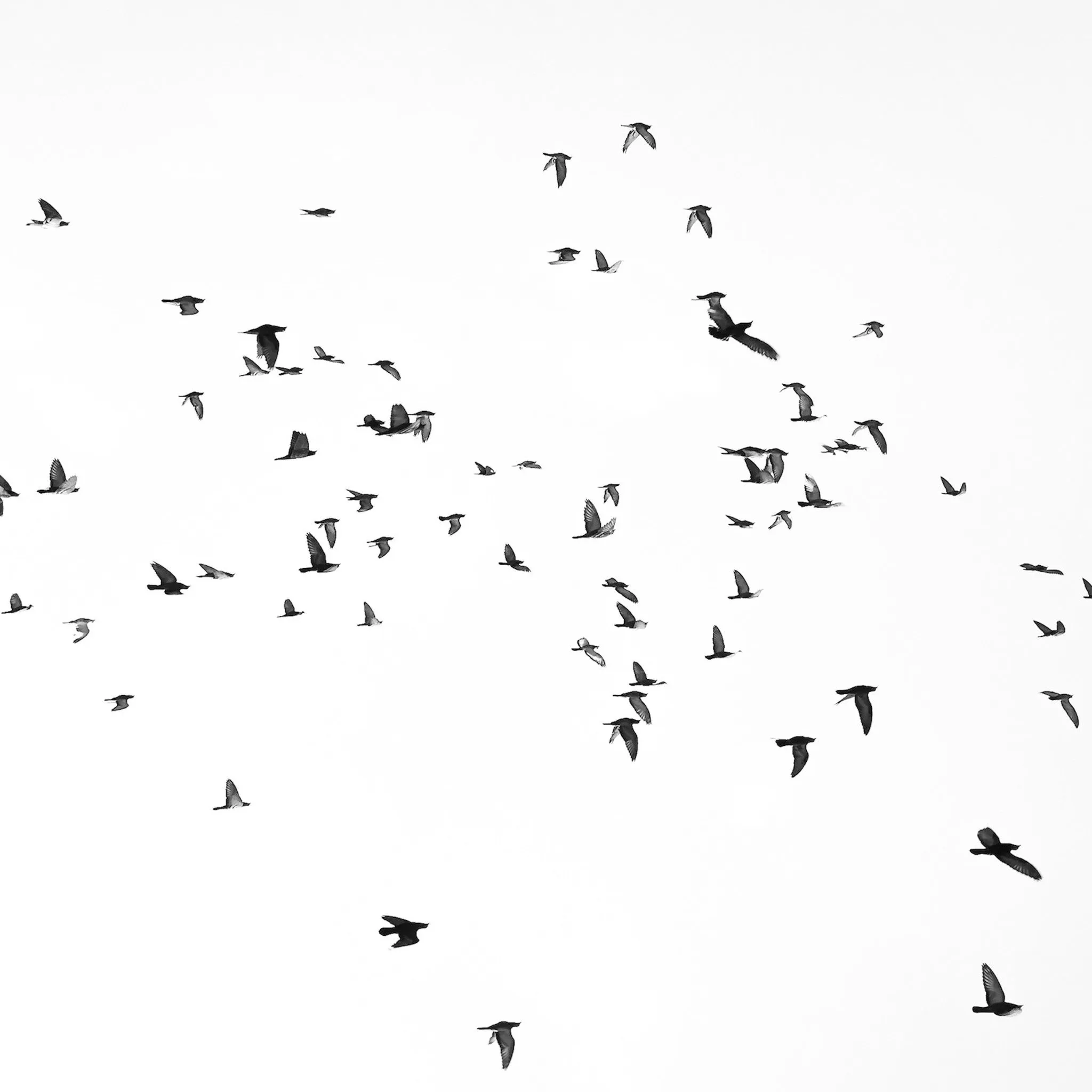 flying bird case